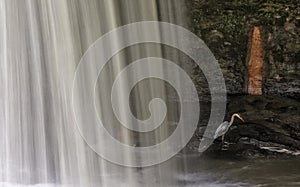 Great Blue Heron in a Waterfall