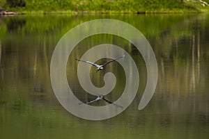 Great Blue Heron photo