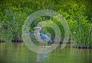 Great blue heron at the wetlands