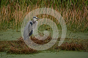 Great Blue Heron in the Wetlands