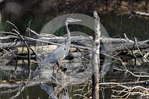 Great Blue Heron in wetlands habitat, Georgia USA