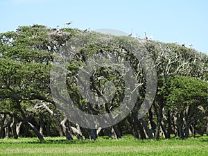 Great Blue Heron and Great White Egret Rookery