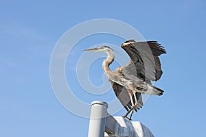 Great blue heron with wings spread