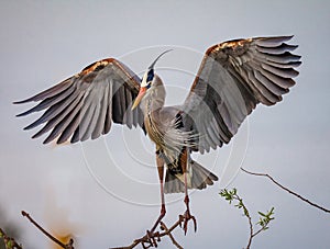 Great blue heron with wings spread