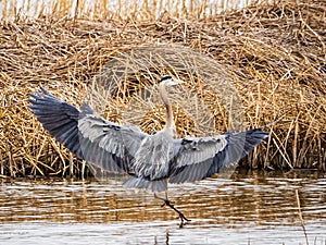 Great Blue Heron with Wings Spread