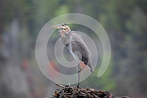 Great Blue Heron - Woodlands