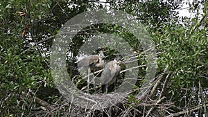 Great Blue Heron Young Birds in a Nest