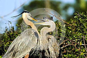 Great Blue Herons Adult and Offspring