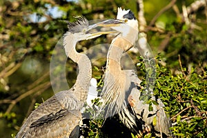 Great Blue Herons Adult and Offspring