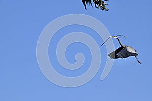 Great blue herons Ardea herodias in flight, 65.