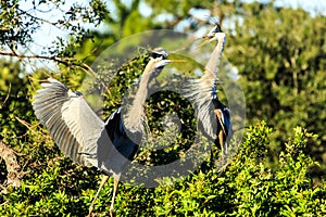 Great Blue Herons Battle