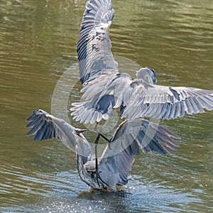 Great Blue Herons dueling in the Mattapoisett River Estuary, Massachusetts