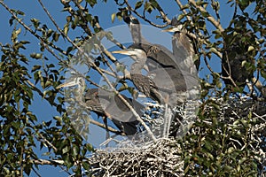 Great Blue Herons on a nest.