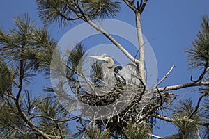 Great blue herons in a nest in north Idaho