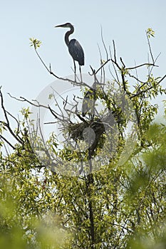 Great blue herons at nest in a tree, Apopka, Florida.