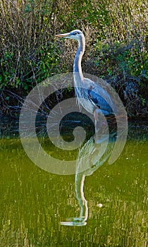 Great blue herons reflection