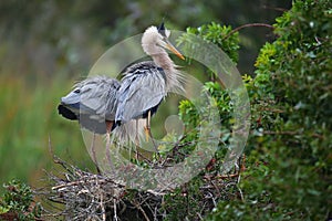 Great Blue Herons standing in the nest. It is the largest North