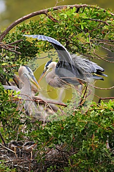 Great Blue Herons standing in the nest. It is the largest North