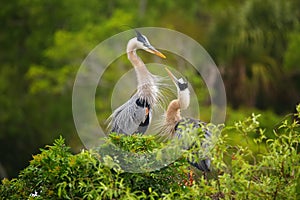 Great Blue Herons standing in the nest. It is the largest North