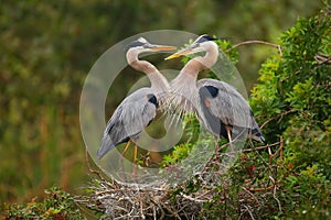 Great Blue Herons standing in the nest. It is the largest North