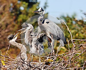 Great Blue Herons In their nest!