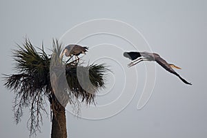 Great Blue Herons, Viera Wetlands, Florida photo
