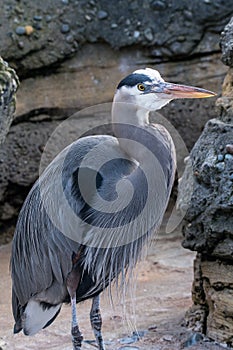 Great Blue Herron in Enclosure at Zoo