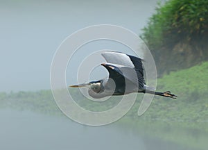 Great blue herron in flight