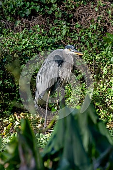 Great Blue Herron meanders in the forest