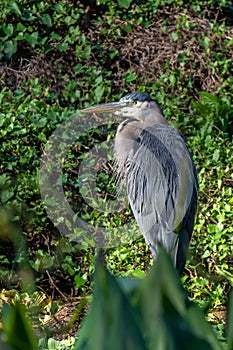 Great Blue Herron meanders in the forest