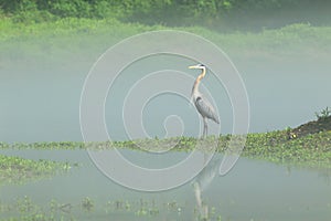 Great blue herron