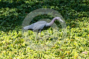 Great Blue Herron wades through the green foliage of the swampy waters
