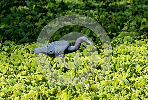 Great Blue Herron wades through the green foliage of the swampy waters