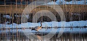 Great Blue Herron wading in Pond at Sunset