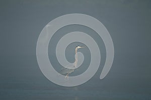 Great blue herrons in the morning fog