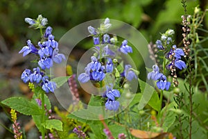 Great blue lobelia at The Fells in Newbury, New Hampshire photo