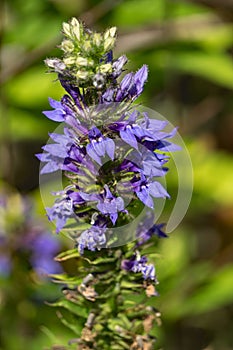 Great Blue Lobelia, Lobelia siphilitica