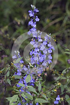 Great Blue Lobelia siphilitica Wildflower