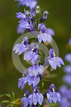 Great Blue Lobelia siphilitica Wildflower photo