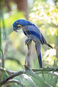 Great blue macaw is perched on a tree limb on a sunny day in the rainforest