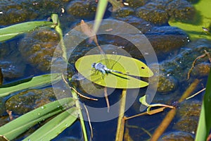 Great Blue Skimmer - dragonfly on a lillipad on a pond - Orthetrum caledonicum