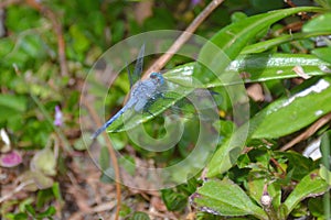 Great Blue Skimmer - dragonfly - Orthetrum caledonicum