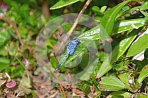Great Blue Skimmer - dragonfly - Orthetrum caledonicum