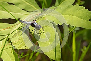 Male Chalk-fronted Corporal (Ladona julia) dragonfly. photo