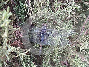 Great Blue Skimmer - Libellula vibrans Dragonfly on Shrub