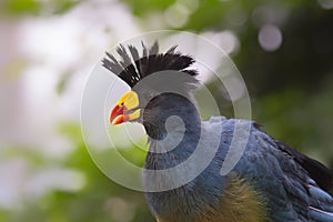 The  great blue turaco close up