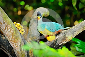 Great Blue Turaco