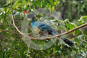 Great Blue Turaco - Corythaeola cristata