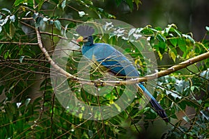 Great blue turaco, Corythaeola cristata, bird sitting on the tree branch in the nature habitat. Blue turaco in Kibale Forest in