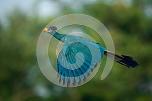 Great blue turaco in flight against clean and blurred background vegetation